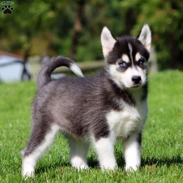 Andy, Siberian Husky Puppy