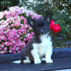 Andy, Welsh Corgi Mix Puppy