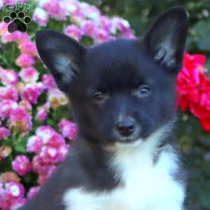 Andy, Welsh Corgi Mix Puppy
