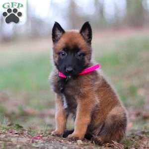 Angel, Belgian Malinois Puppy