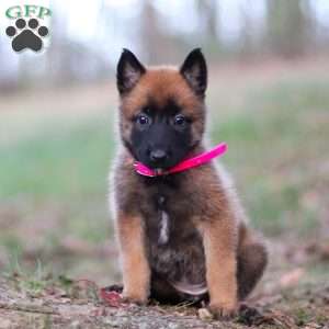 Angel, Belgian Malinois Puppy