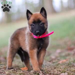 Angel, Belgian Malinois Puppy