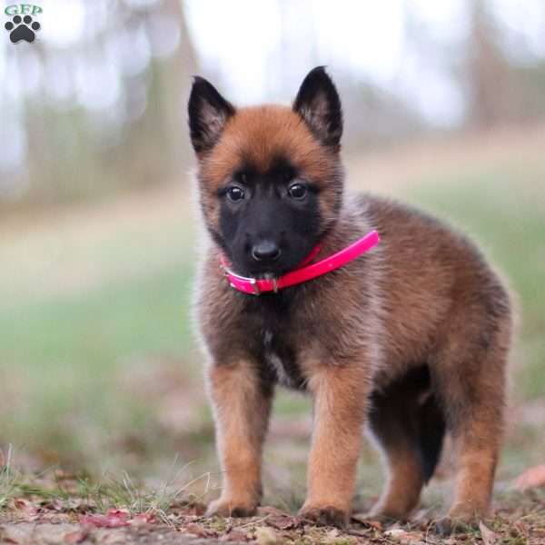 Angel, Belgian Malinois Puppy