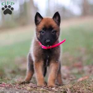 Angel, Belgian Malinois Puppy