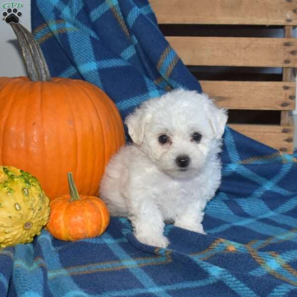 Angel, Bichon Frise Puppy
