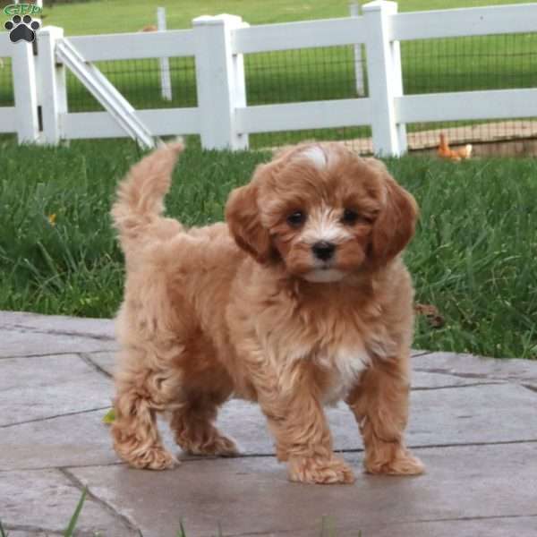 Angel, Maltipoo Puppy