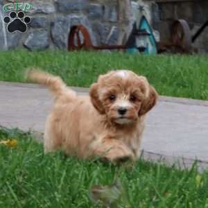 Angel, Maltipoo Puppy