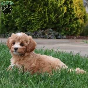 Angel, Maltipoo Puppy
