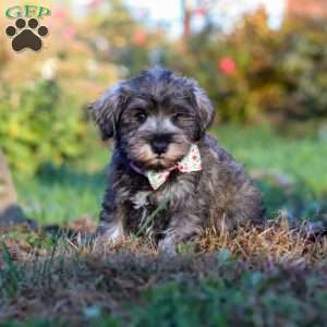 Angela, Miniature Schnauzer Puppy
