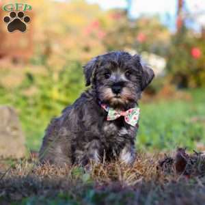 Angela, Miniature Schnauzer Puppy