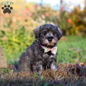 Angela, Miniature Schnauzer Puppy