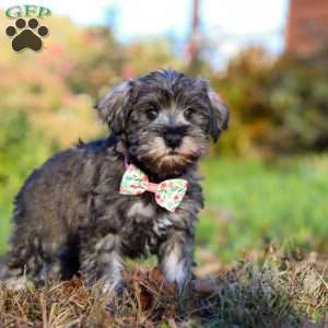 Angela, Miniature Schnauzer Puppy