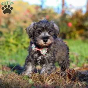 Angela, Miniature Schnauzer Puppy