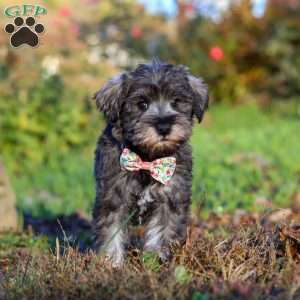 Angela, Miniature Schnauzer Puppy