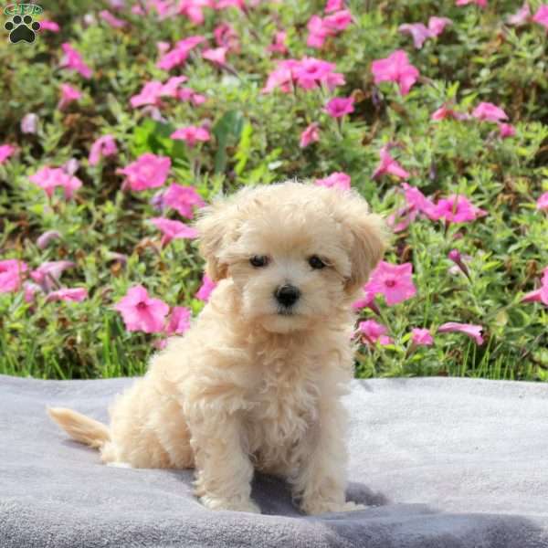 Angela, Maltipoo Puppy