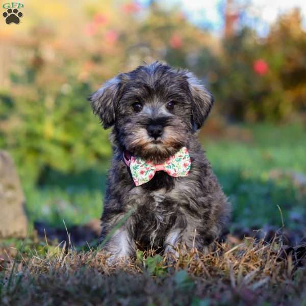 Angela, Miniature Schnauzer Puppy