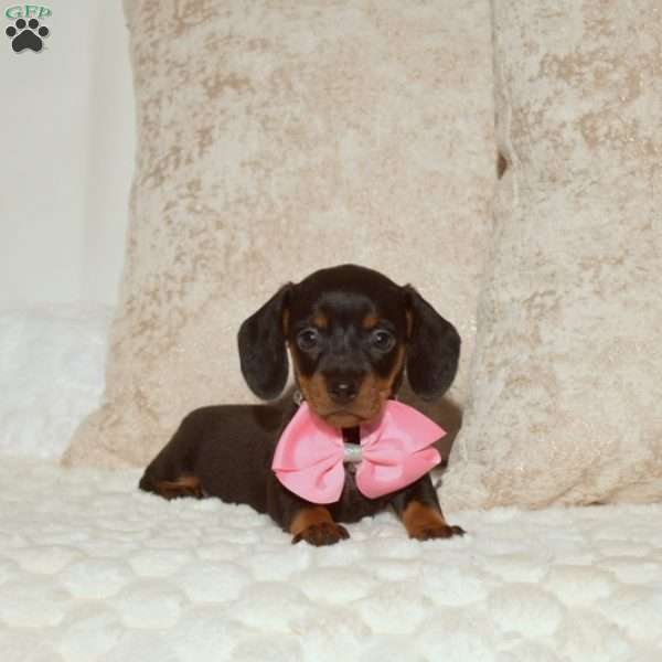 Angie, Dachshund Puppy