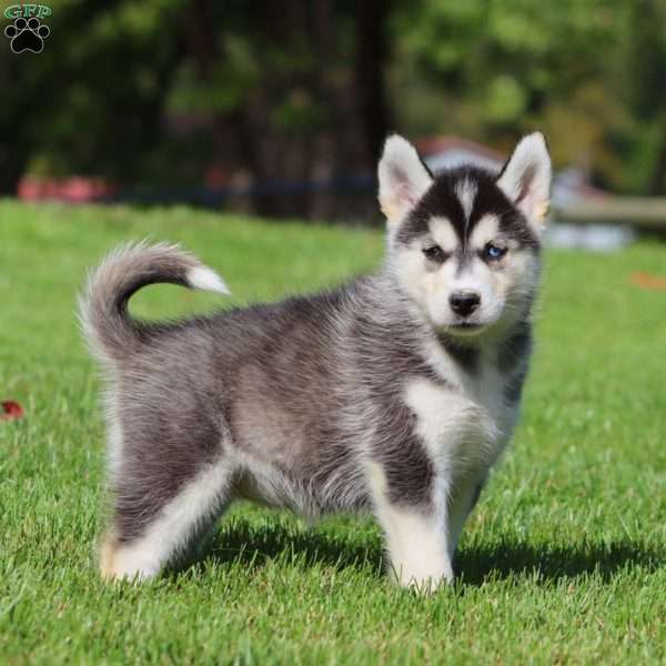 Anita, Siberian Husky Puppy