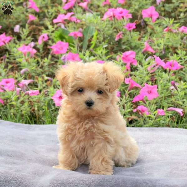 Anna, Maltipoo Puppy