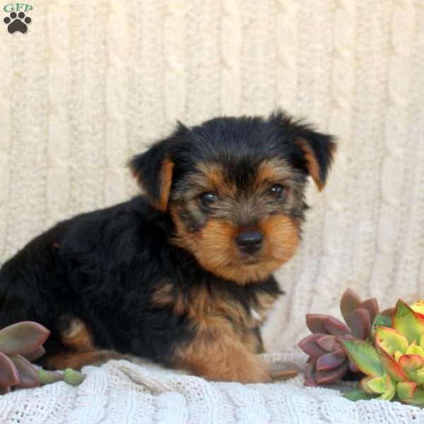 Anna, Yorkie Puppy