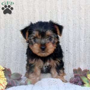 Anna, Yorkie Puppy