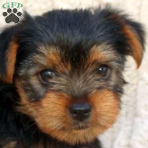Anna, Yorkie Puppy