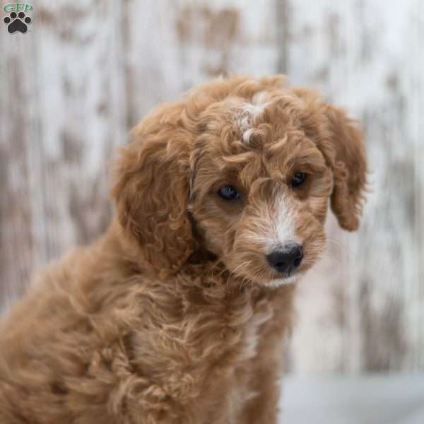 Annabelle, Mini Goldendoodle Puppy