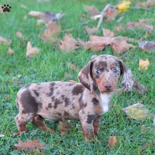Annie, Dachshund Puppy