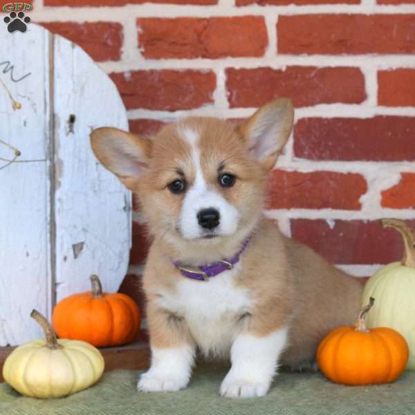 Annie, Pembroke Welsh Corgi Puppy