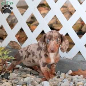 Annie, Dachshund Puppy