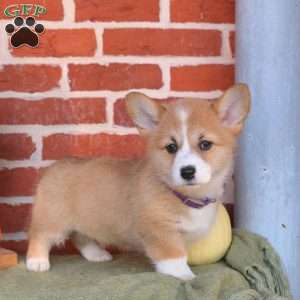 Annie, Pembroke Welsh Corgi Puppy