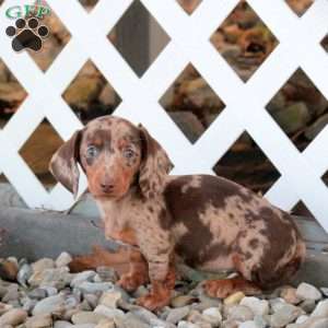 Annie, Dachshund Puppy