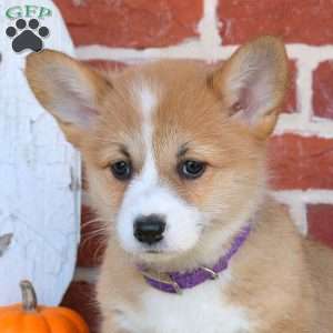 Annie, Pembroke Welsh Corgi Puppy