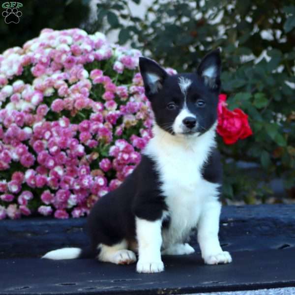 Annie, Welsh Corgi Mix Puppy