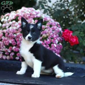 Annie, Welsh Corgi Mix Puppy