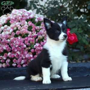 Annie, Welsh Corgi Mix Puppy
