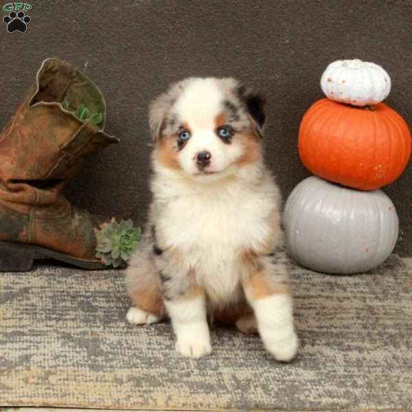 Ansel, Miniature Australian Shepherd Puppy