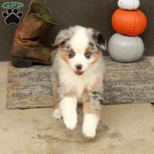 Ansel, Miniature Australian Shepherd Puppy