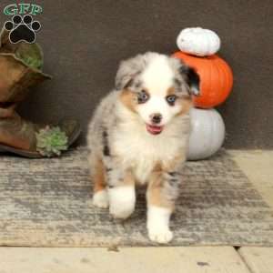 Ansel, Miniature Australian Shepherd Puppy