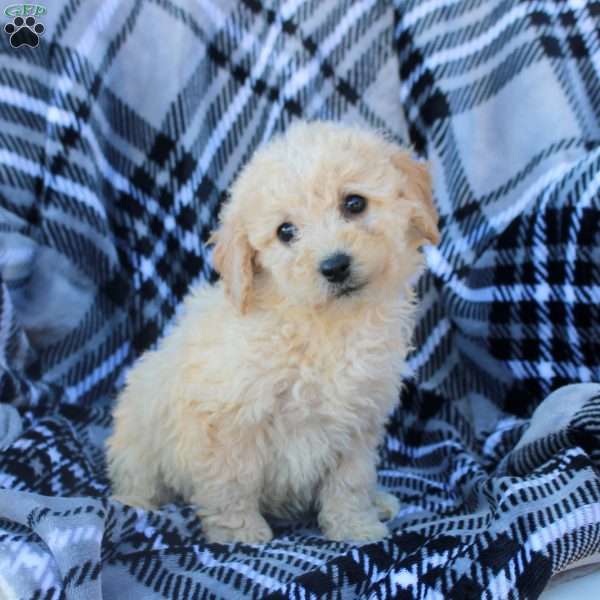 Anya, Bich-Poo Puppy