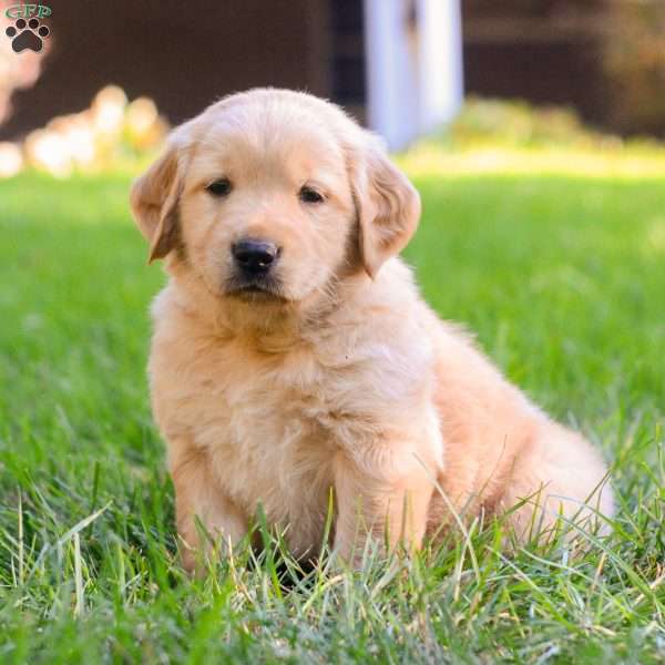 Apollo, Golden Retriever Puppy