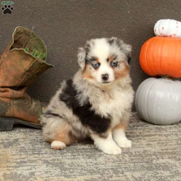 Apollo, Miniature Australian Shepherd Puppy