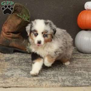 Apollo, Miniature Australian Shepherd Puppy