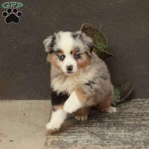Apollo, Miniature Australian Shepherd Puppy
