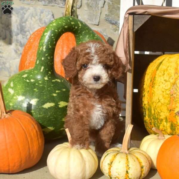 Apple, Mini Goldendoodle Puppy