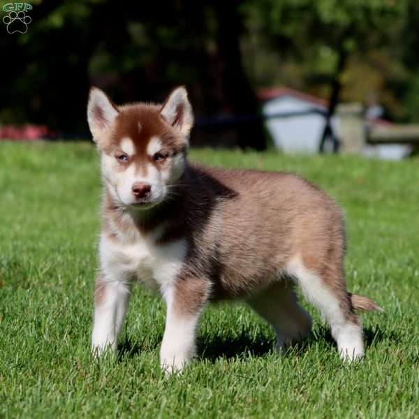 April, Siberian Husky Puppy