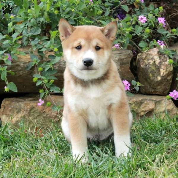 Archer, Shiba Inu Puppy