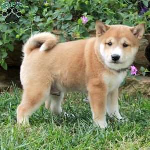 Archer, Shiba Inu Puppy