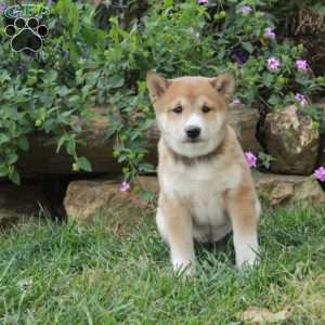 Archer, Shiba Inu Puppy