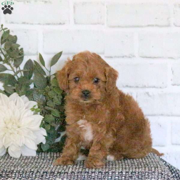 Archie, Mini Goldendoodle Puppy